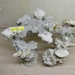 MÃ 60 - LAYOUT CÁ BIỂN BỂ 40CM - ROYALAQUA