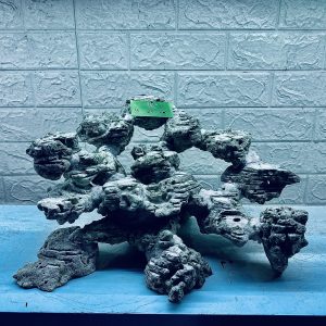 MÃ 286 - LAYOUT CÁ CẢNH BIỂN BỂ 60CM - ROYALAQUA