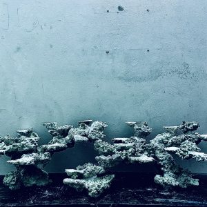 MÃ 247 - LAYOUT CÁ CẢNH BIỂN BỂ 90CM - ROYALAQUA