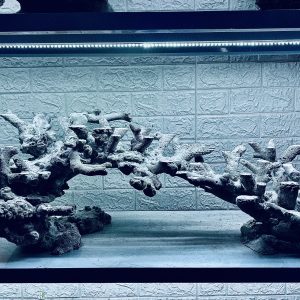 MÃ 297 - LAYOUT CÁ CẢNH BIỂN BỂ 120CM - ROYALAQUA