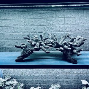 MÃ 298 - LAYOUT CÁ CẢNH BIỂN BỂ 90CM - ROYALAQUA