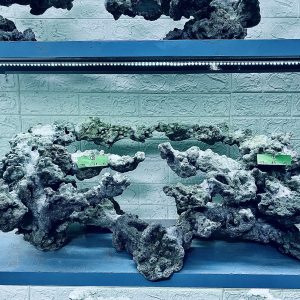 MÃ 299 - LAYOUT CÁ CẢNH BIỂN BỂ 120CM - ROYALAQUA