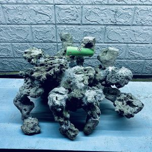 MÃ 303 - LAYOUT CÁ BIỂN BỂ 50CM - ROYALAQUA