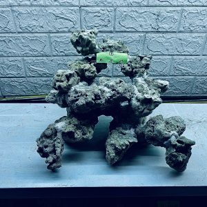 MÃ 304 - LAYOUT CÁ CẢNH BIỂN BỂ 50CM - ROYALAQUA