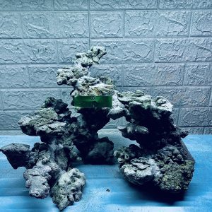 MÃ 306 - LAYOUT CÁ BIỂN BỂ 50CM - ROYALAQUA