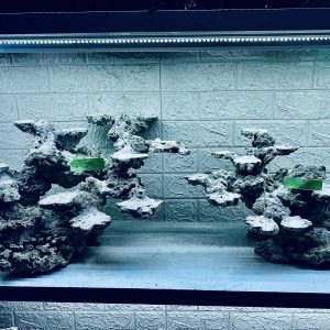 MÃ 308 - LAYOUT CÁ CẢNH BIỂN BỂ 120CM - ROYALAQUA