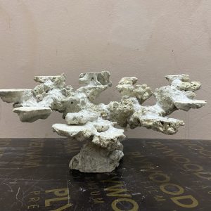 MÃ 248 - LAYOUT CÁ CẢNH BIỂN BỂ 60CM - ROYALAQUA