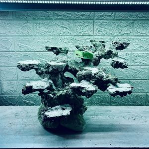 MÃ 316 - LAYOUT CÁ BIỂN BỂ 60CM - ROYALAQUA