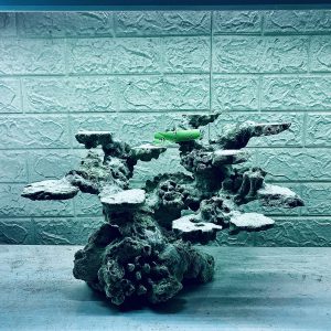 MÃ 317 - LAYOUT CÁ BIỂN BỂ 60CM - ROYALAQUA