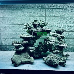 MÃ 318 - LAYOUT CÁ BIỂN BỂ 60CM - ROYALAQUA