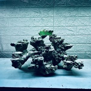 MÃ 319 - LAYOUT CÁ BIỂN BỂ 60CM - ROYALAQUA