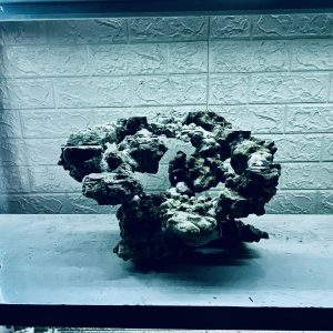 MÃ 320 - LAYOUT CÁ BIỂN BỂ 50CM - ROYALAQUA