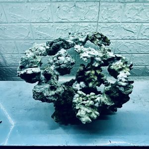 MÃ 321 - LAYOUT CÁ BIỂN BỂ CUBIC 50CM - ROYALAQUA