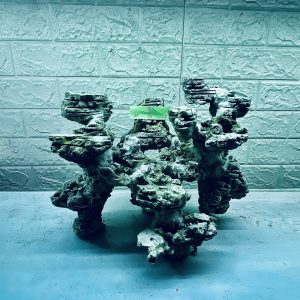 MÃ 322 - LAYOUT CÁ BIỂN BỂ CUBIC 50CM - ROYALAQUA