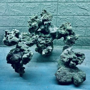 MÃ 324 - LAYOUT CÁ BIỂN BỂ CUBIC 50CM - ROYALAQUA