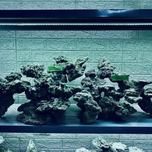 MÃ 332 - LAYOUT CÁ BIỂN BỂ 120CM - ROYALAQUA