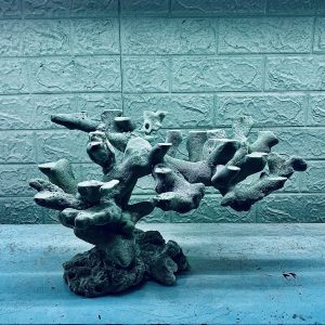 MÃ 334 - LAYOUT CÁ BIỂN BỂ 50CM - ROYALAQUA