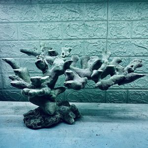 MÃ 336 - LAYOUT CÁ BIỂN BỂ 50CM - ROYALAQUA