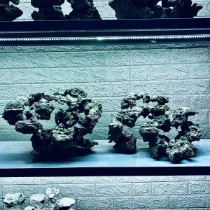 MÃ 339 - LAYOUT CÁ BIỂN BỂ 120CM - ROYALAQUA