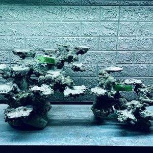 MÃ 340 - LAYOUT CÁ BIỂN BỂ 100CM - ROYALAQUA