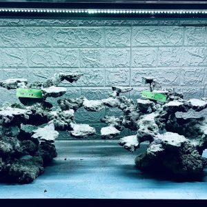 MÃ 342 - LAYOUT CÁ BIỂN BỂ 120CM - ROYALAQUA