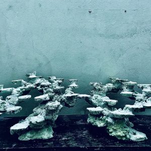 MÃ 250 - LAYOUT CÁ CẢNH BIỂN BỂ 90CM - ROYALAQUA