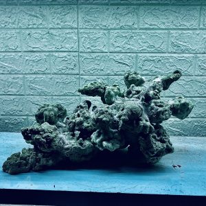 MÃ 344 - LAYOUT CÁ BIỂN BỂ 50CM - ROYALAQUA