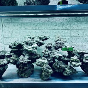 MÃ 353 - LAYOUT CÁ BIỂN BỂ 110CM - ROYALAQUA