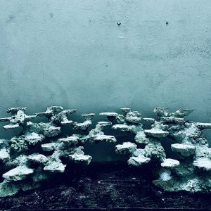 MÃ 251 - LAYOUT CÁ CẢNH BIỂN BỂ 90CM - ROYALAQUA