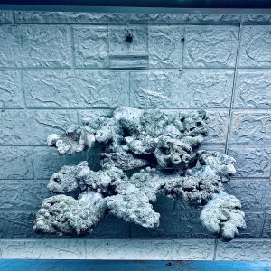 MÃ 358 - LAYOUT CÁ BIỂN BỂ 40CM - ROYALAQUA