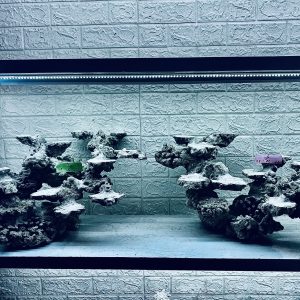 MÃ 361 - LAYOUT CÁ BIỂN BỂ 120CM - ROYALAQUA