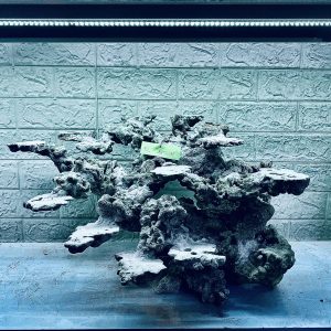 MÃ 364 - LAYOUT CÁ BIỂN BỂ 50CM - ROYALAQUA