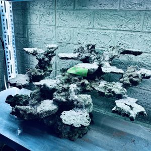 MÃ 365 - LAYOUT CÁ BIỂN BỂ 60CM - ROYALAQUA