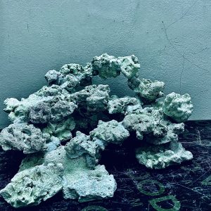 MÃ 253 - LAYOUT CÁ CẢNH BIỂN BỂ 40CM - ROYALAQUA