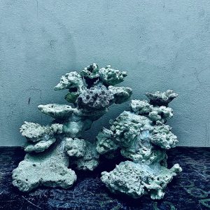 MÃ 254 - LAYOUT CÁ CẢNH BIỂN BỂ 40CM - ROYALAQUA