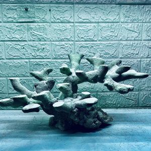 MÃ 376 - LAYOUT CÁ BIỂN BỂ 60x40x40CM - ROYALAQUA