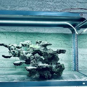 MÃ 380 - LAYOUT CÁ BIỂN BỂ CUBIC 60CM - ROYALAQUA