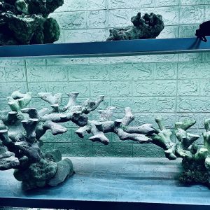 MÃ 384 - LAYOUT CÁ BIỂN BỂ 120CM - ROYALAQUA