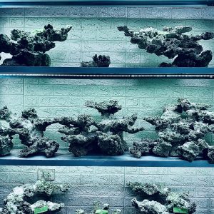 MÃ 385 - LAYOUT CÁ BIỂN BỂ 180CM - ROYALAQUA