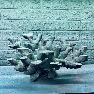 MÃ 394 - LAYOUT CÁ BIỂN BỂ 60x40x40CM - ROYALAQUA