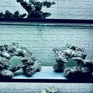 MÃ 396 - LAYOUT CÁ BIỂN BỂ 120CM - ROYALAQUA