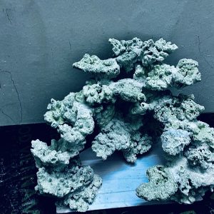 MÃ 256 - LAYOUT CÁ CẢNH BIỂN BỂ 50CM - ROYALAQUA