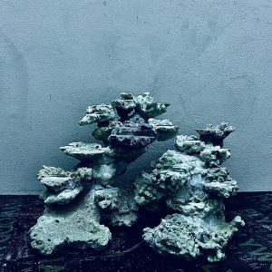 MÃ 257 - LAYOUT CÁ CẢNH BIỂN BỂ 40CM - ROYALAQUA