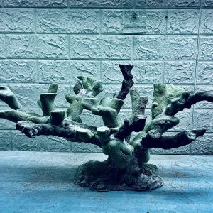 MÃ 398 - LAYOUT CÁ BIỂN BỂ 50CM - ROYALAQUA