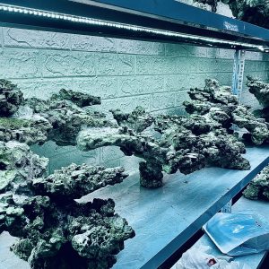 MÃ 402 - LAYOUT CÁ BIỂN BỂ 150CM - ROYALAQUA