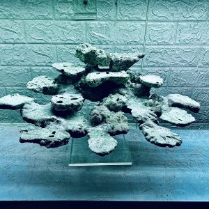 MÃ 408 - LAYOUT CÁ BIỂN BỂ 60CM - ROYALAQUA