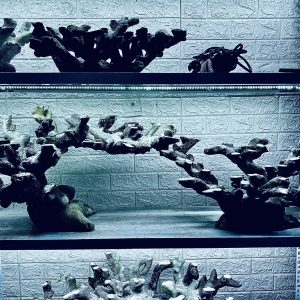 MÃ 417 - LAYOUT CÁ CẢNH BIỂN BỂ 120CM - CƯỜNG AQUARIUM