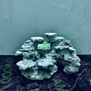 MÃ 261 - LAYOUT CÁ CẢNH BIỂN BỂ 30CM - ROYALAQUA