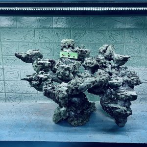 MÃ 263 - LAYOUT CÁ CẢNH BIỂN BỂ 60CM - ROYALAQUA