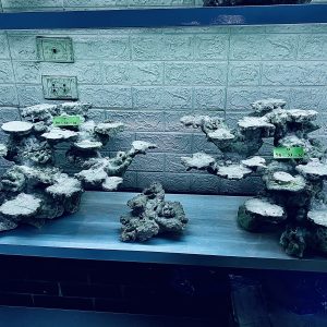 MÃ 264 - LAYOUT CÁ CẢNH BỂ 120CM - ROYALAQUA